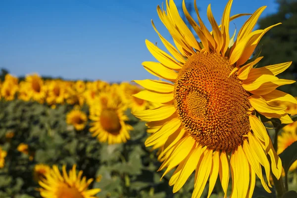 Ayçiçeği Tarlasında Mavi Gökyüzünün Arka Planında Sarı Ayçiçeği — Stok fotoğraf