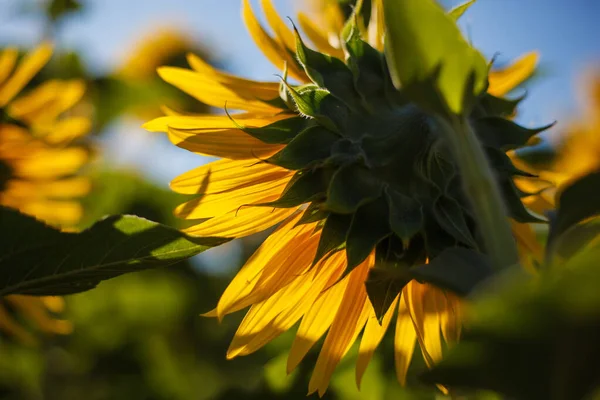 Sarı Ayçiçeği Mavi Bir Zemin Üzerinde Güneş Işınlarıyla Aydınlatılmış — Stok fotoğraf