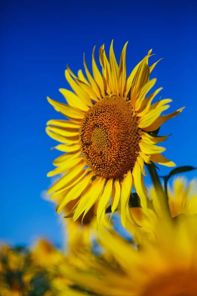 Ayçiçeği Tarlasında Mavi Gökyüzünün Arka Planında Sarı Ayçiçeği — Stok fotoğraf