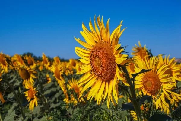 Pszczoła Zbiera Pyłek Żółtym Słoneczniku Przeciwko Błękitnemu Niebu — Zdjęcie stockowe