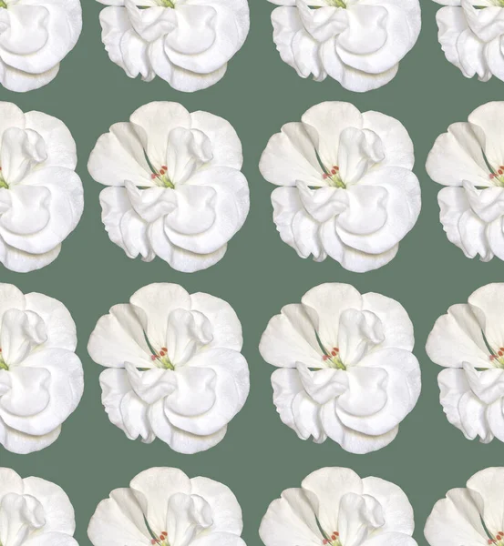 Padrão Sem Costura Com Flores Gerânio Branco Fundo Verde Design — Fotografia de Stock