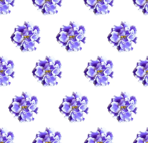 Motif Sans Couture Avec Des Fleurs Violettes Sur Fond Blanc — Photo