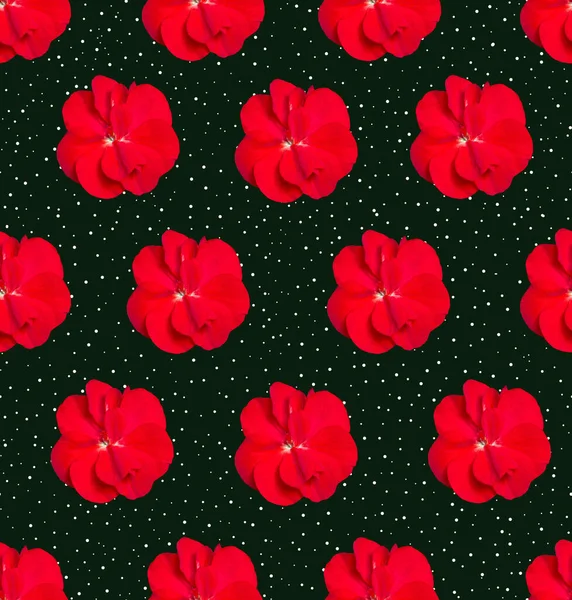 Bezešvé Vzory Červenými Muškáty Design Pro Obaly Tkaniny Tapety Ubrousky — Stock fotografie