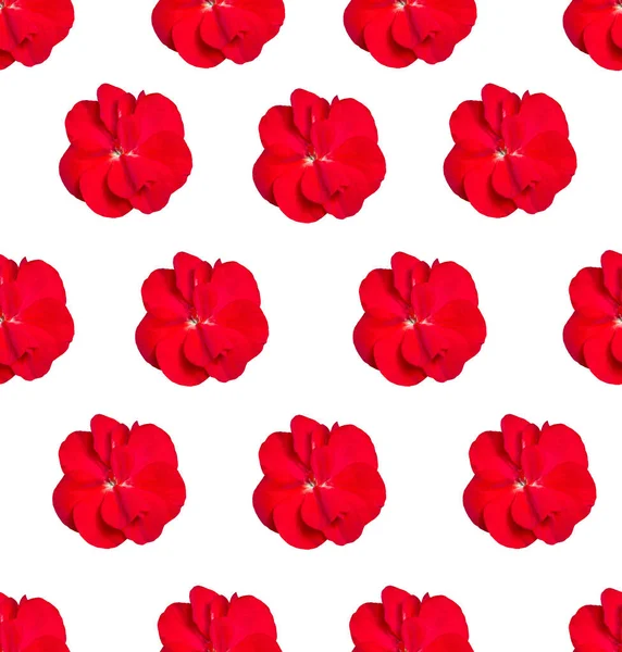 Płynny Wzór Czerwonymi Kwiatami Geranium Białym Tle Projekt Opakowania Tkaniny — Zdjęcie stockowe