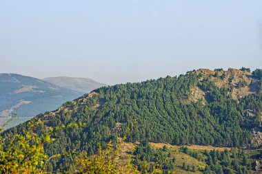 200 mm 'lik kayın ormanları ağaçların birlikte büyüdüğü yerde, derinliği olmayan, kompakt yeşil bir duvar oluşturur.
