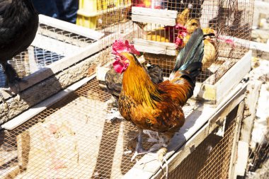 horoz ve tavuk siyah ve kırmızı kuş tüyü ile piyasada satılan