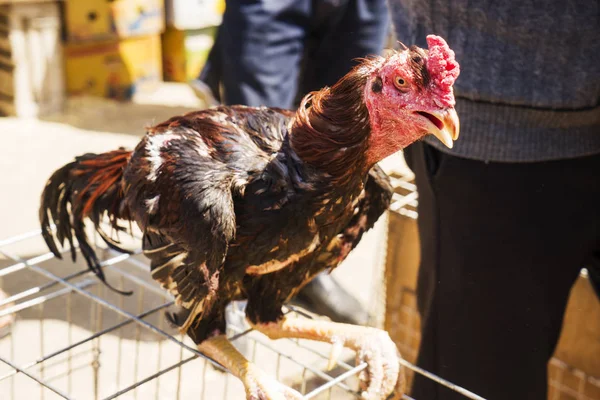 Πουλιά Κοκόρια Και Κότες Μαύρα Και Κόκκινα Φτερά Που Πωλούνται — Φωτογραφία Αρχείου