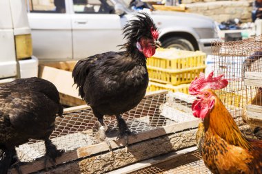 horoz ve tavuk siyah ve kırmızı kuş tüyü ile piyasada satılan