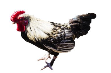 Beyaz arka planda farklı cinsten horoz ve tavuklar, beyaz izole