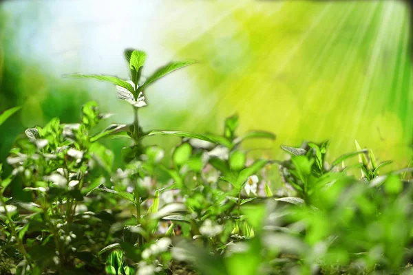 Zöld Tealevelek Ültetvényen Napsugárban — Stock Fotó