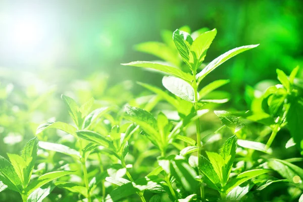 Zelený Čaj Listy Plantáži Paprscích Slunečního Světla — Stock fotografie