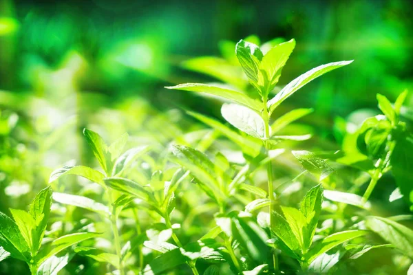 Zelený Čaj Listy Plantáži Paprscích Slunečního Světla — Stock fotografie