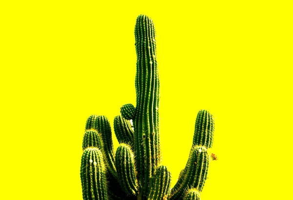 Текстура большого зеленого длинного мексиканского кактуса с шипами на желтом фоне . — стоковое фото