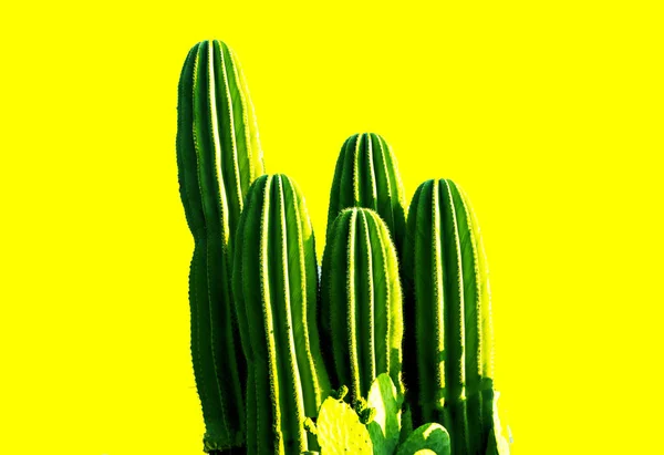 Texture de grands cactus verts longs et piquants mexicains frais avec des épines sur fond jaune . — Photo