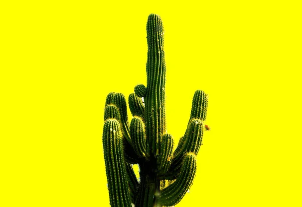 Texture de grands cactus verts longs et piquants mexicains frais avec des épines sur fond jaune . — Photo