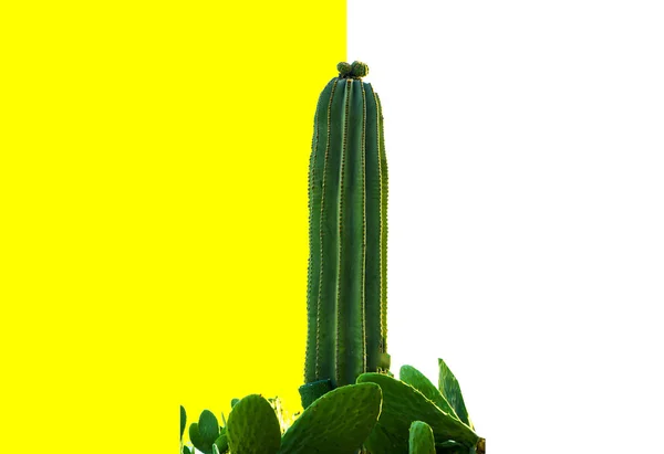 Cacto verde sobre um fundo amarelo branco — Fotografia de Stock