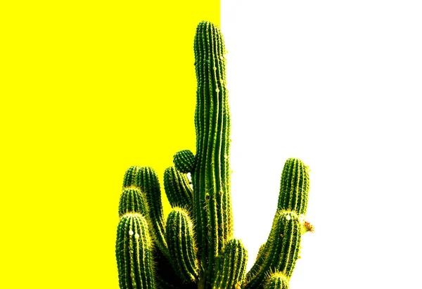 Cactus vert sur fond jaune blanc — Photo