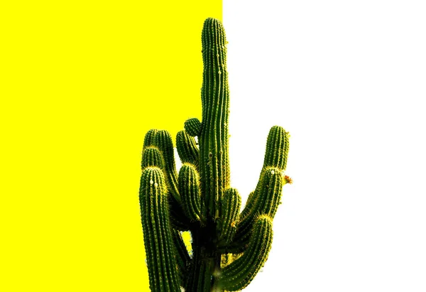 흰색 노란색 배경에 녹색 선인장 — 스톡 사진