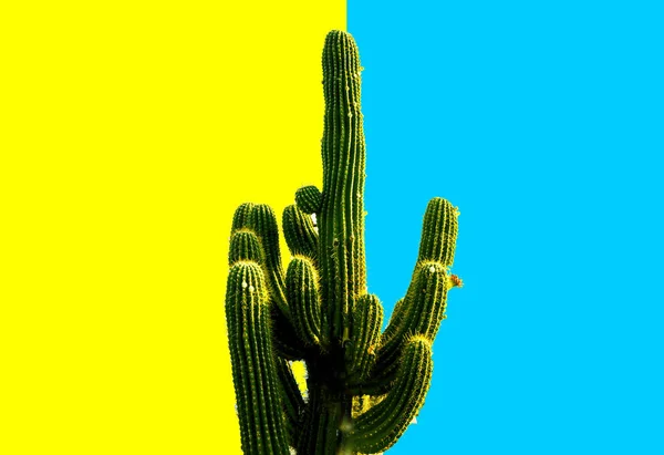 Beau motif de cactus verts succulent isolé sur fond bleu jaune vif minimaliste vue de dessus, espace de copie . — Photo