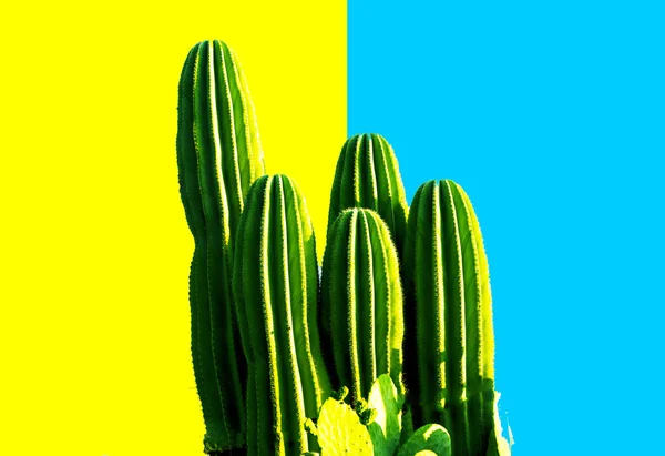 Beau motif de cactus verts succulent isolé sur fond bleu jaune vif minimaliste vue de dessus, espace de copie . — Photo