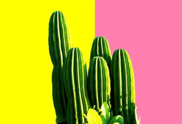 Beau motif de cactus verts succulent isolé sur fond minimaliste rose-jaune vif vue du dessus copier l'espace . — Photo