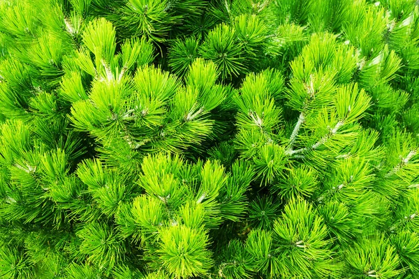 Grön Jul Träd Närbild Barrskogen Bakgrund Spruce Nålar Närbild Fräsch — Stockfoto