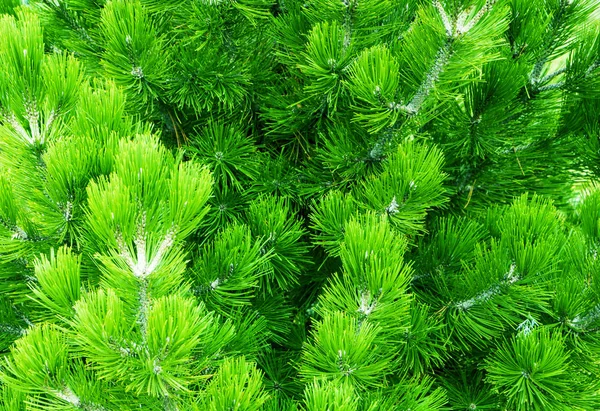 Primo Piano Dell Albero Natale Verde Sfondo Foresta Conifere Aghi — Foto Stock