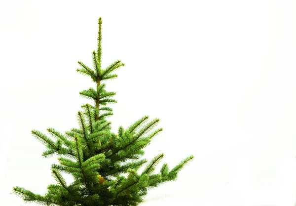 Albero di pino isolato su bianco per la decorazione di Natale design . — Foto Stock