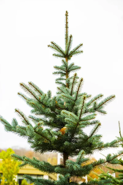 Albero di pino isolato su bianco per la decorazione di Natale design . — Foto Stock