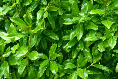 Doğa konsepti için yeşil yapraklar desen, tropikal yaprak desenli arka plan.