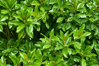 Doğa konsepti için yeşil yapraklar desen, tropikal yaprak desenli arka plan.