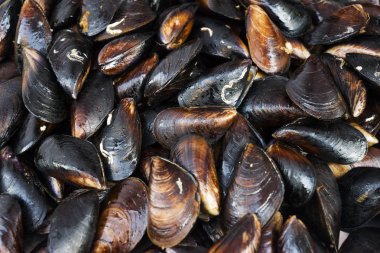 Hızlı dalgakıranlar seashore tarafından takılıp taze canlı midye