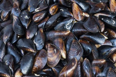 Fresh live mussel stuck fast on breakwaters by the seashore clipart