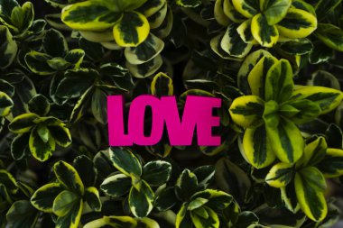 Kırmızı Kelime Aşk güzel yeşil yapraklar üzerinde .