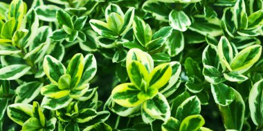 sarı-yeşil zümrüt gold (euonymus fortunei).