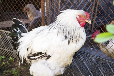 Multicolored white cock rare breed of Brama the poultry yard.