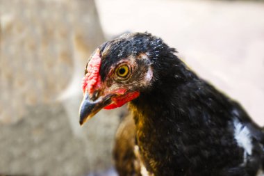 Black homemade chicken walks around the yard and find food for themselves, close up.