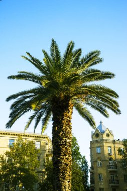 Mavi gökyüzü arka planında yeşil palmiye ağacı.