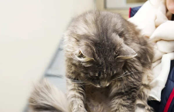 Close Mãos Mulher Segurando Pequeno Gatinho Listrado Com Olhos Verdes — Fotografia de Stock