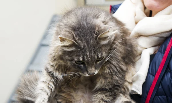 Close Mãos Mulher Segurando Pequeno Gatinho Listrado Com Olhos Verdes — Fotografia de Stock