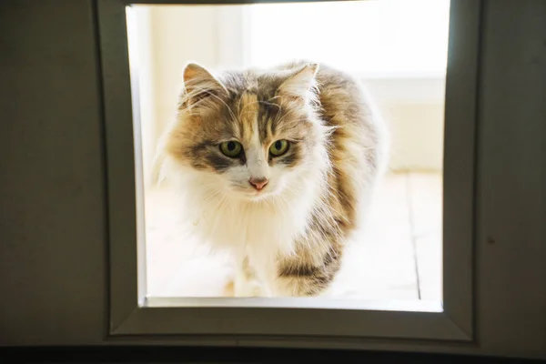 Котёнок Клетке Приюта Бездомных Животных — стоковое фото