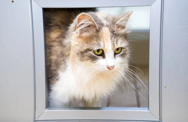 Pequeno Gatinho Uma Jaula Abrigo Animais Sem Teto — Fotografia de Stock