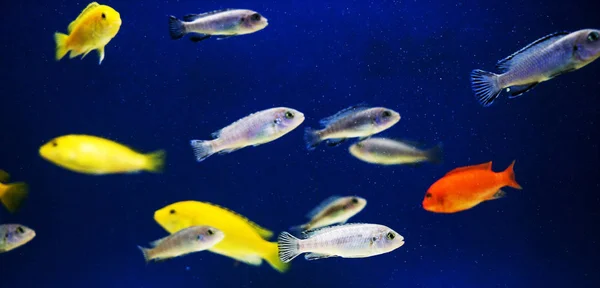 multi colored fish of different breeds swims in the aquarium.