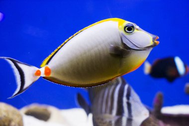 Farklı cinsten çok renkli balıklar akvaryumda yüzer..