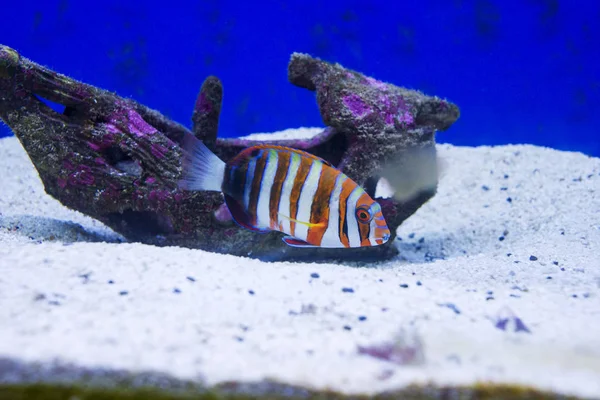 Multi Colored Fish Different Breeds Swims Aquarium — Stock Photo, Image
