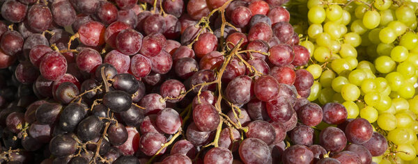 grape harvest, pink, green and white, different grape varieties, healthy diet.organic food 