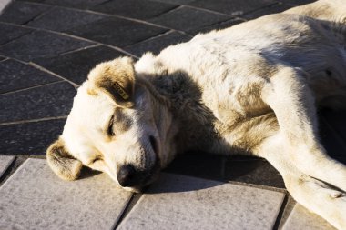 Sokakta yatan melez bir köpek..