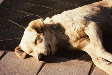 Sokakta yatan melez bir köpek..