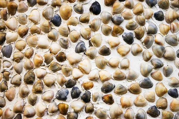 Gri arka planda deniz kabuğu deseni var. Yaz kavramı. Düz, üst görünüm, kare.