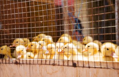 Tavuk, ördek, kaz pazarda satılık..